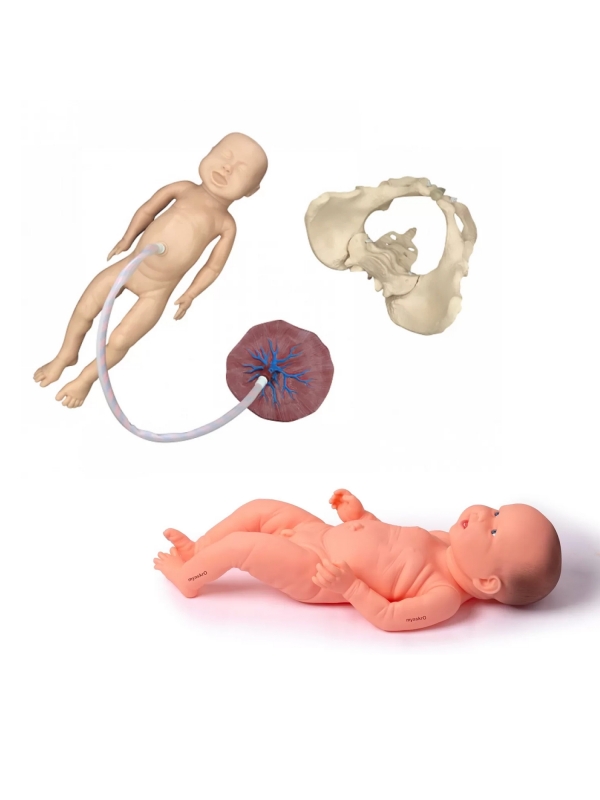 拙作「Placenta」 拙作「Placenta」 Axis Scientific Placenta Model with